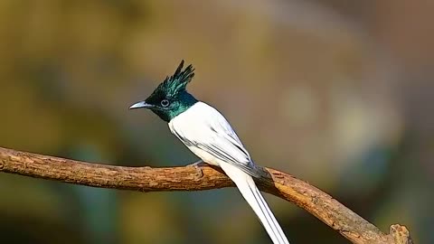 Wildlife and Funs