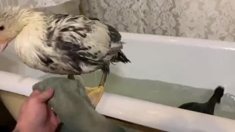 Momma duck teaches baby duck to swim...in a bath tub