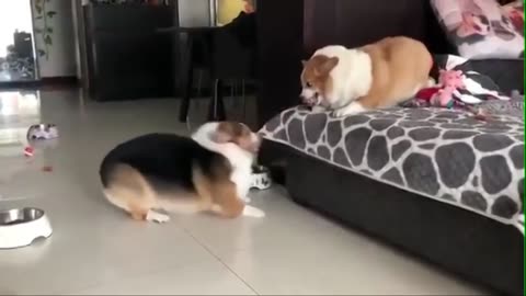 Funny and Cute Corgi Compilation | Best Funny Corgi Videos