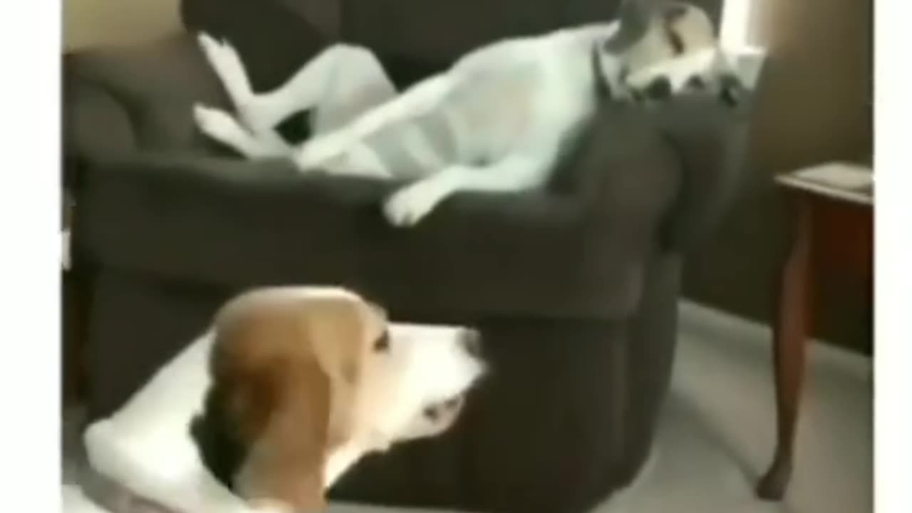 🤣🐕 Hilarious Dog Reactions - Laugh Along!