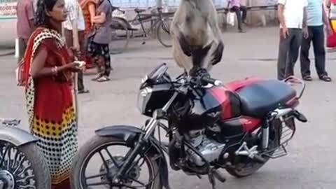 Monkey funny video tik tok manager video 2019