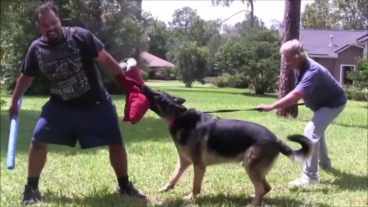 COMPLETELY SIMPLE AGGRESSIVE DOG TRAINING