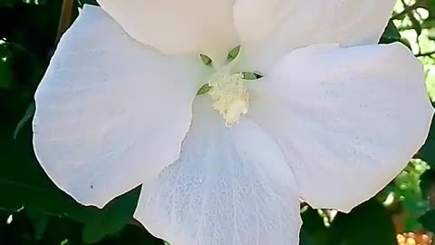 Beautiful white flower tree