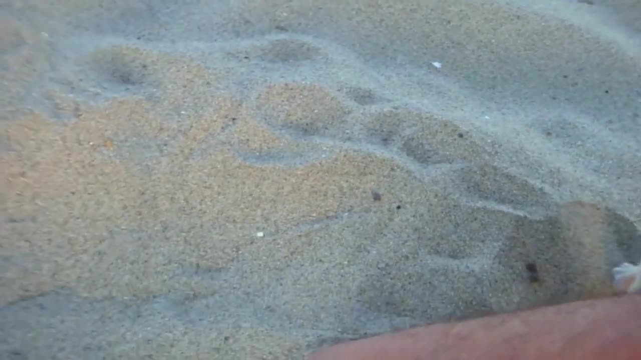 Perrito en la playa