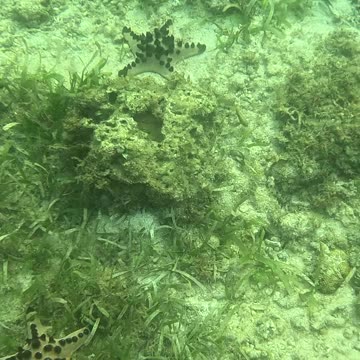 Snorkeling Above a Bed of Starfish 🌊⭐
