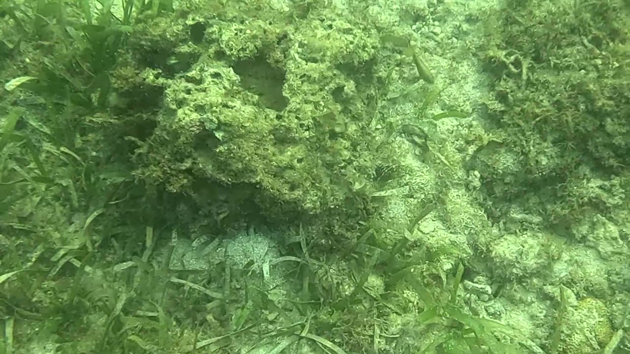 Snorkeling Above a Bed of Starfish 🌊⭐