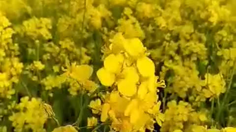 The extraordinary view of the mustard flowers was mustard across the horizon