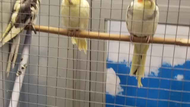 Yellow brids