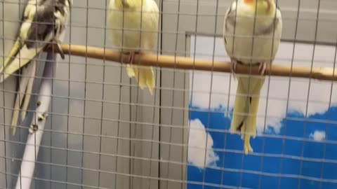 Yellow brids