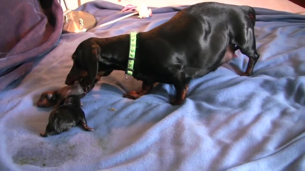 cute 4th Puppy Birth