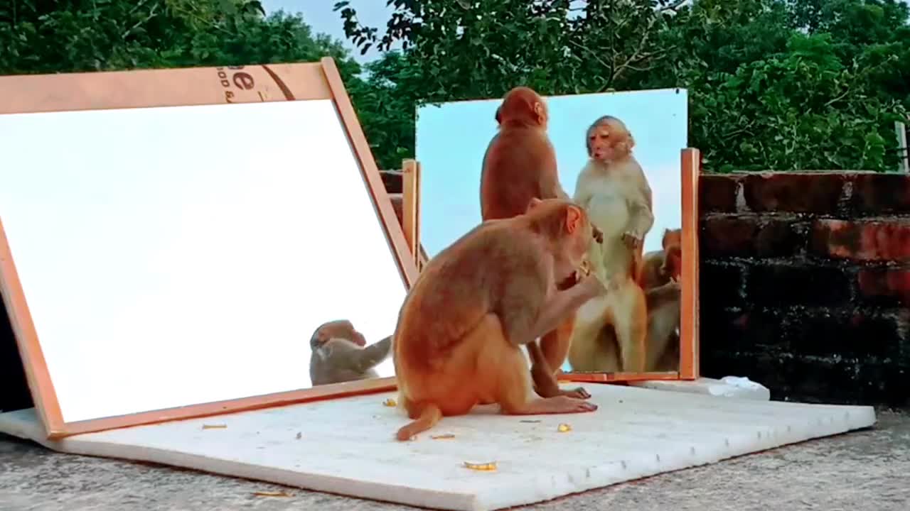 Mirror Vs Monkeys | Wow Awesome-Very Funny Reaction By Monkeys amazing 😍