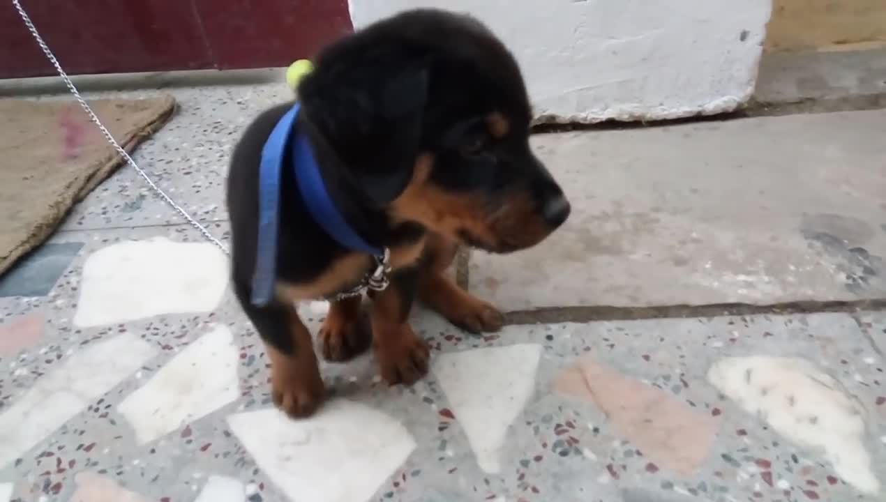 Cute Rottweiler puppies playing