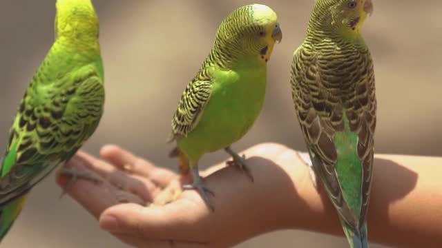 Beautiful Parrots Enjoy The Nature Without Sound