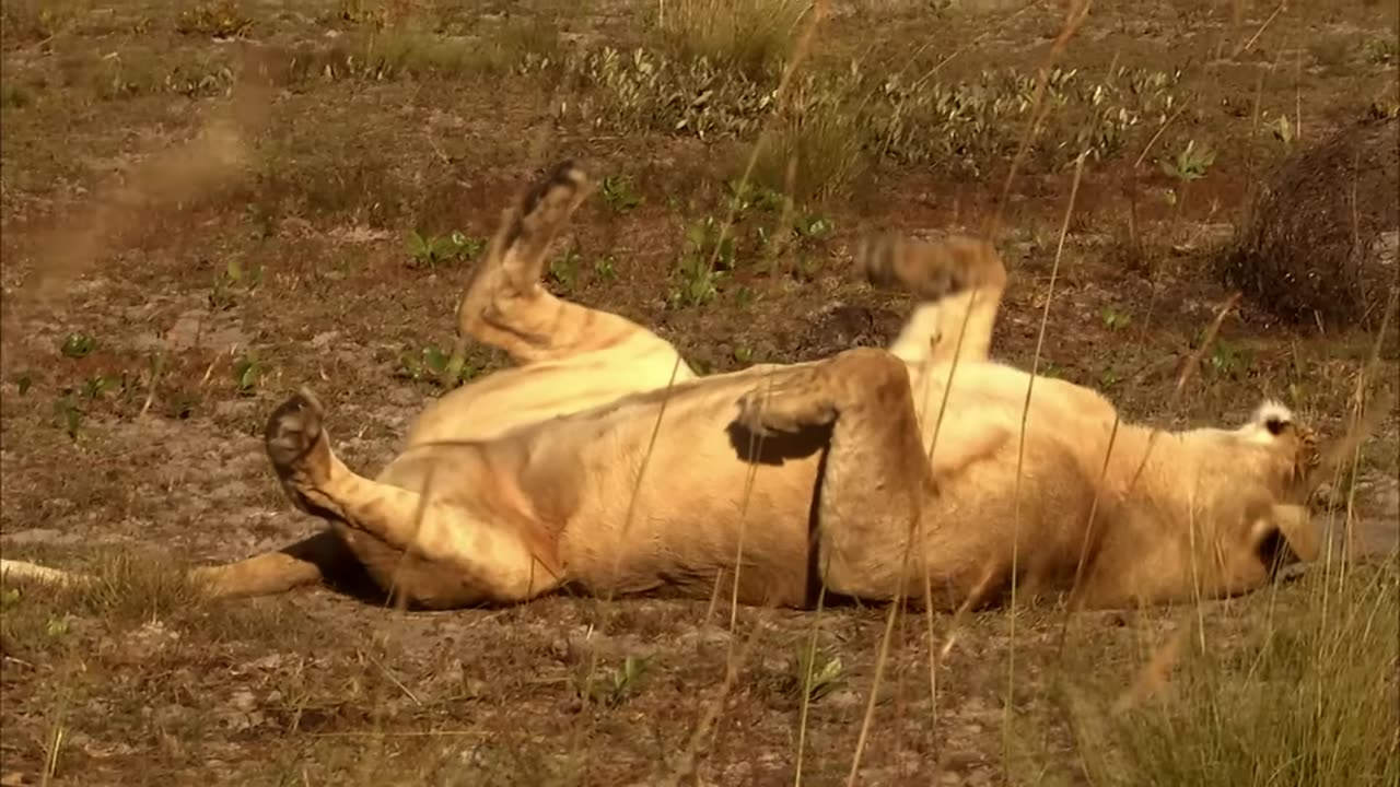 The Last Lion of the Liuwa Plain | Free Documentary Nature