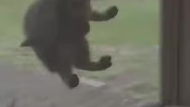 Funny Animal Clips - TRY NOT TO LAUGH CHALLENGE