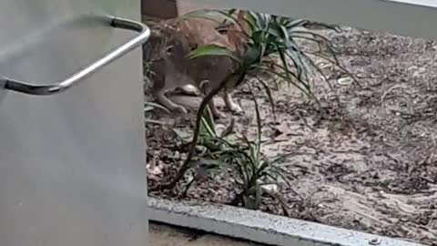 Mama Rabbit visiting her babies again