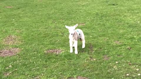 Cute Baby Lamb Has A Loud Baa