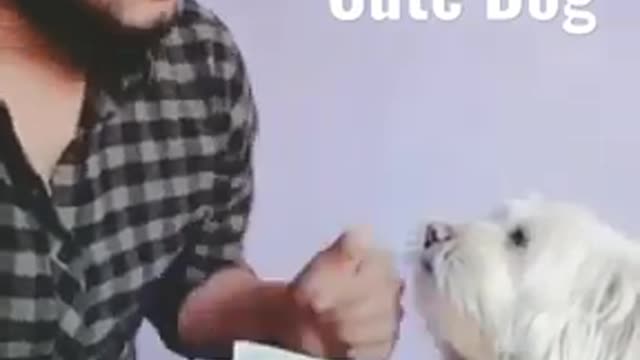 Cute dog
