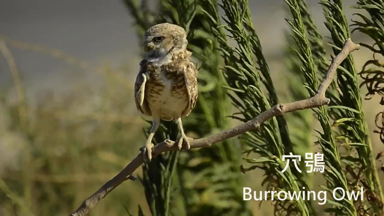 Burrowing Owl