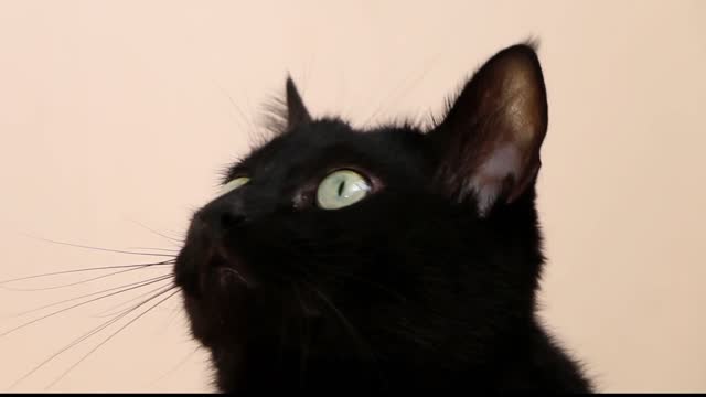 Hypnotic catπ±π±π±π±