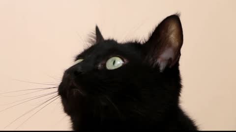 Hypnotic cat😱😱😱😱