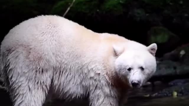 What kind of bear is this? Why is it white like a polar bear