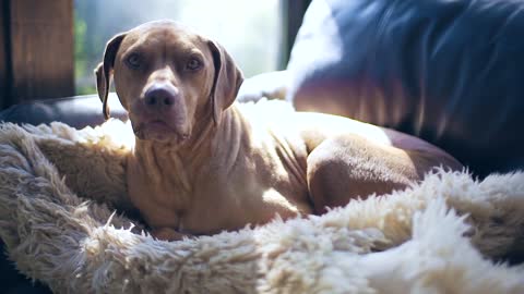 The dog sits on the skin of animals.