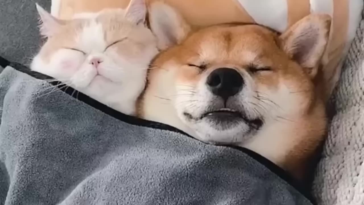 Unlucky friendship :cat and dog duo√🤣