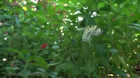 Butterfly video