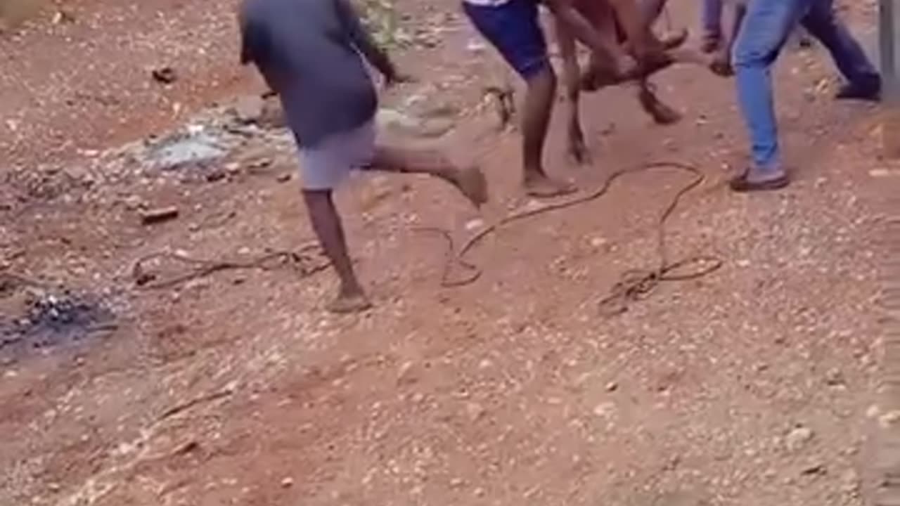 See the cow 🐄 that want to kill the owner