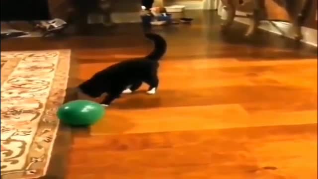 Compilation of funny videos only for cats