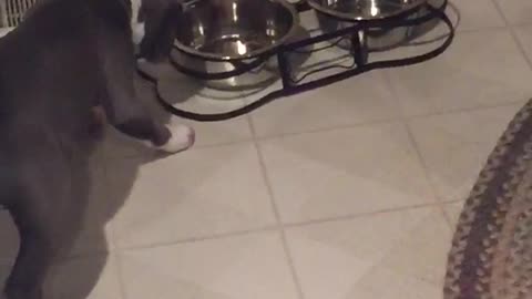 Gray dog eating food from new bowl