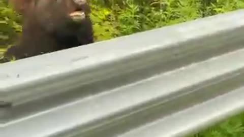A family rescuses a bear that was hit buy a car and then