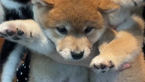 Forced Reconciliation#Music with Prize#Shiba Inu Baby#Little Milk Dog#Dou Chai#Shiba Inu