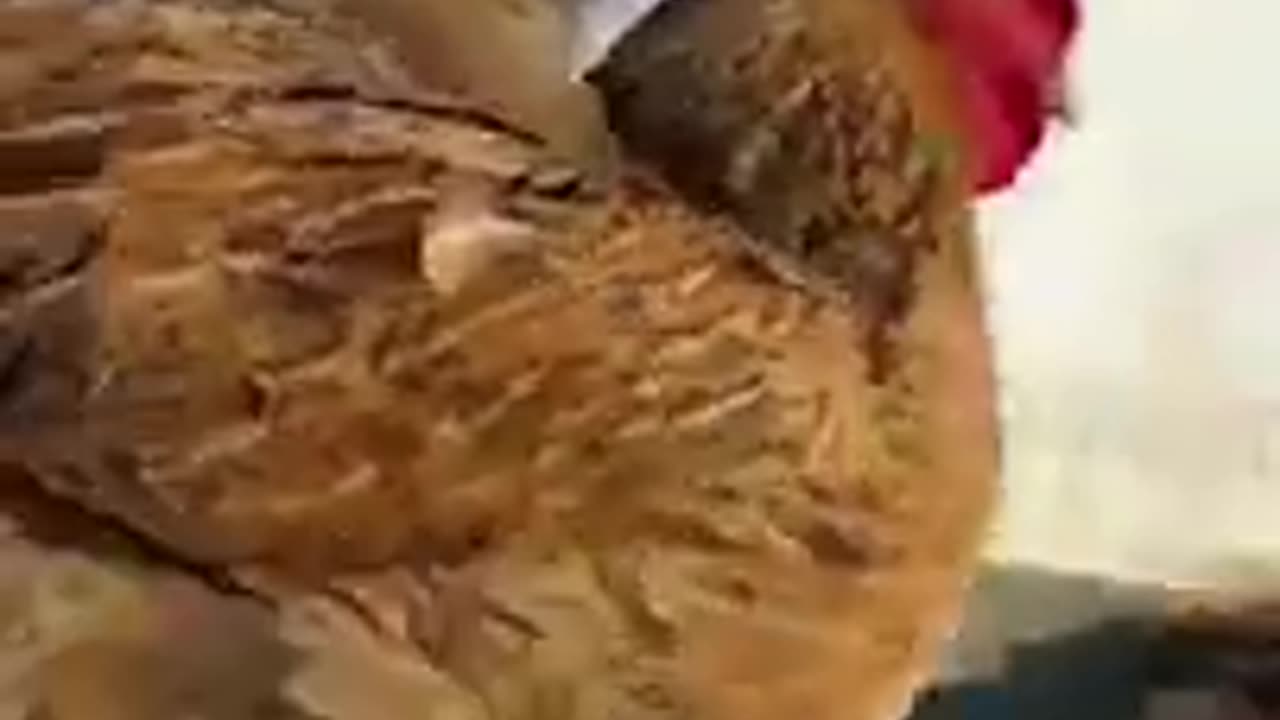 FUNNY BABY 🐶 🐶🐶 DOGS & CHICKEN 🐶 🐶🐶 #SHORTS #FUNNY PETS # CUTE FUNNY BABY DOGS !!!!