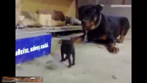 big dog fight little cat - so funny