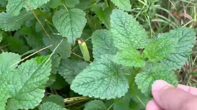 Backyard Garden Tour