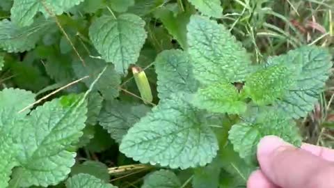 Backyard Garden Tour