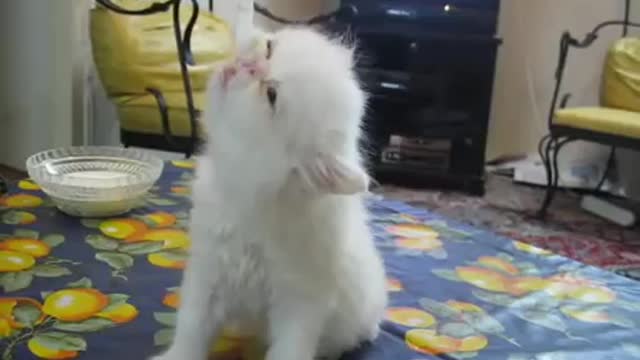 Cute Persian kitten wants milk so bad