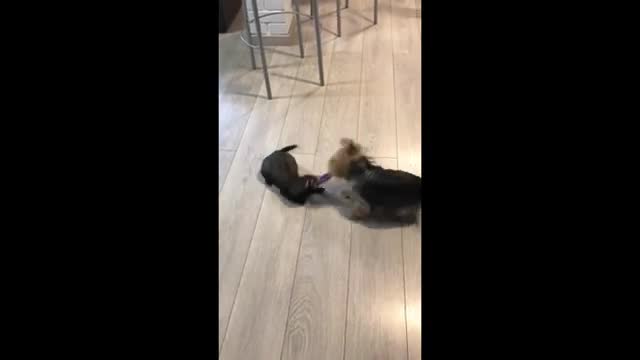 Pup & ferret best friends play tug-of-war