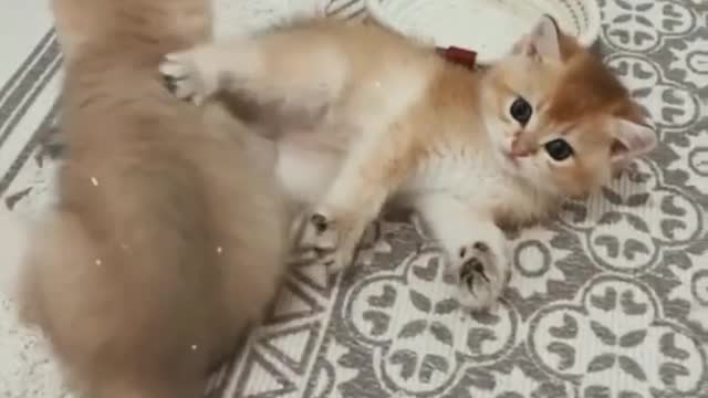 cute cat reaction cute lovely kitten