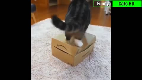 Funniest Cats 😹- Best Of The 2022 Funny Cat Videos 😂- Funny Cats HD