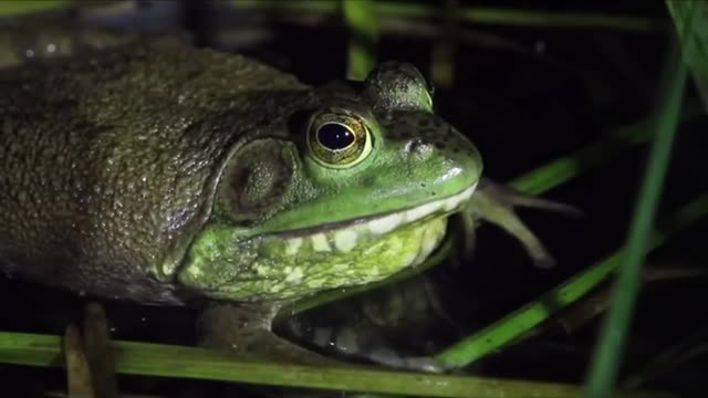 green frog