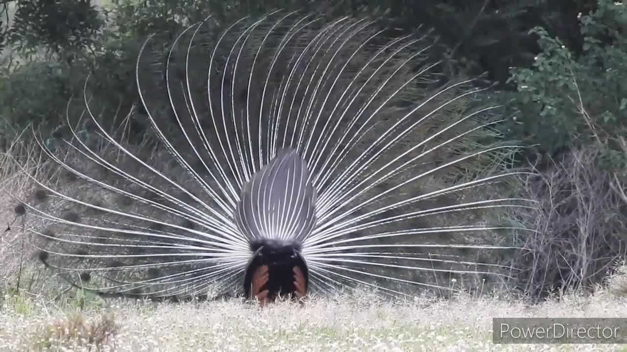 Funny wedding dance of a peacock.