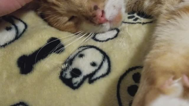 Moe Biscuits