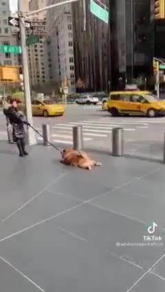 Dog Don't wants to run more pull me please