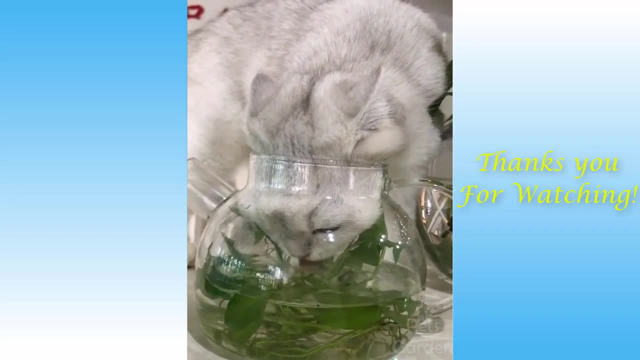 Cute cats and funny Dogs videos compilation ☺️☺️