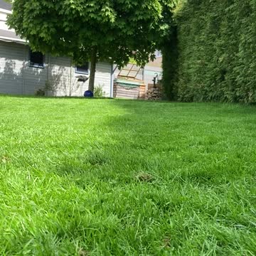 Happy dog playing fetch