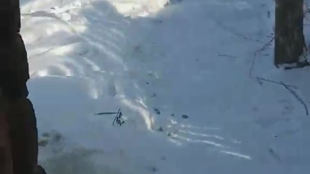 Моя овчарка.