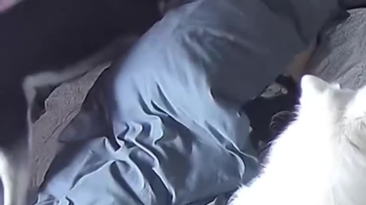 Here's Proof That Dogs Make The Best Alarm Clocks
